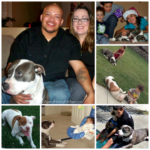 Purina One 28 Day Challenge