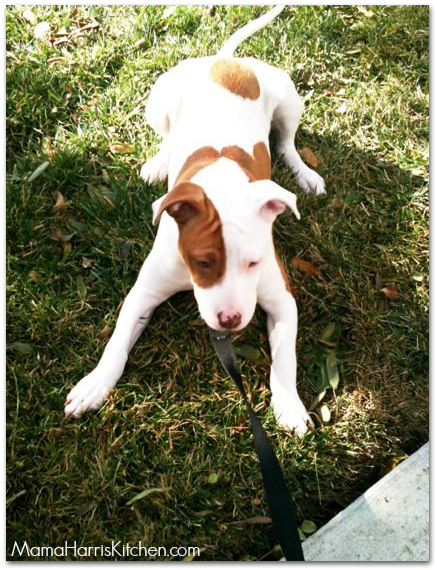 purina one 28 day challenge