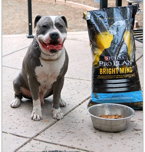 Old Dog, Same Old Tricks with Purina Pro Plan #BrightMind dog food from Petsmart (ad)| Mama Harris' Kitchen