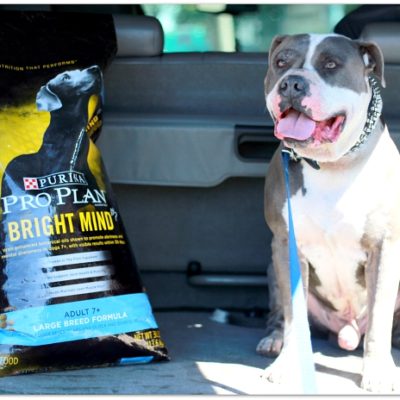 Making Every Day a Bright Day with Purina Pro Plan Bright Mind dog food